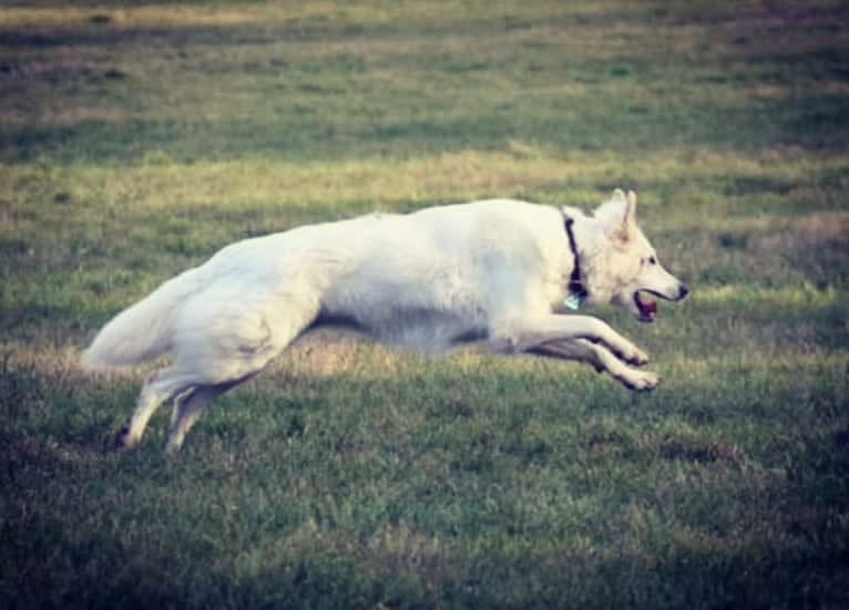 Tinkabell, a White Shepherd tested with EmbarkVet.com