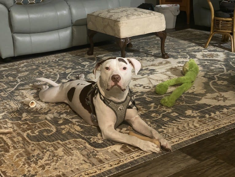 Gambit, an American Pit Bull Terrier and American Staffordshire Terrier mix tested with EmbarkVet.com