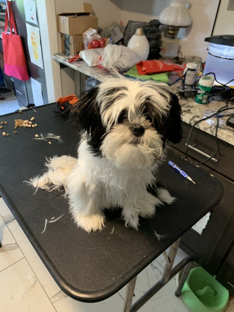 Luna, a Shih Tzu and Japanese Chin mix tested with EmbarkVet.com