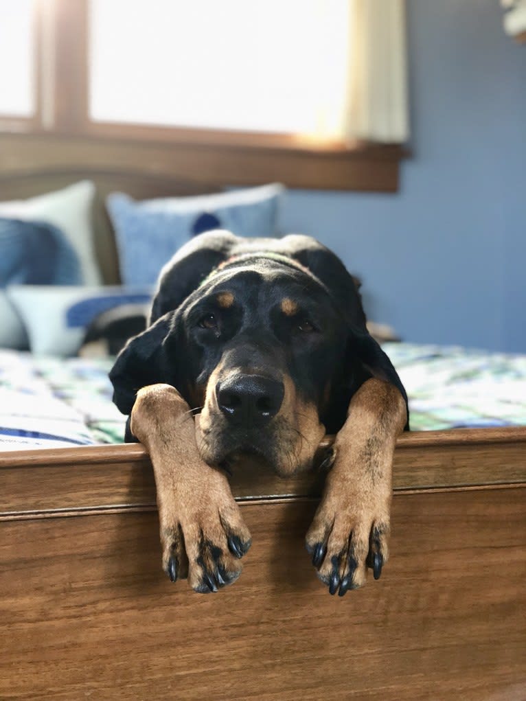 Hillary, a Black and Tan Coonhound tested with EmbarkVet.com