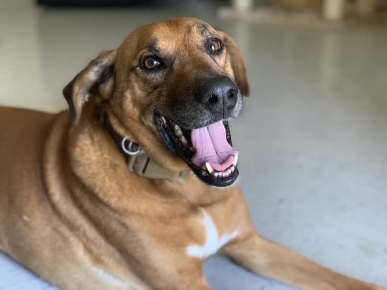 Caffrey, a Boxer and American Pit Bull Terrier mix tested with EmbarkVet.com