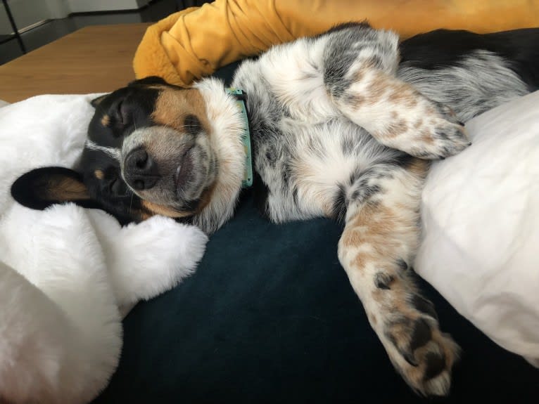 Kuzco, an Australian Cattle Dog and Pembroke Welsh Corgi mix tested with EmbarkVet.com