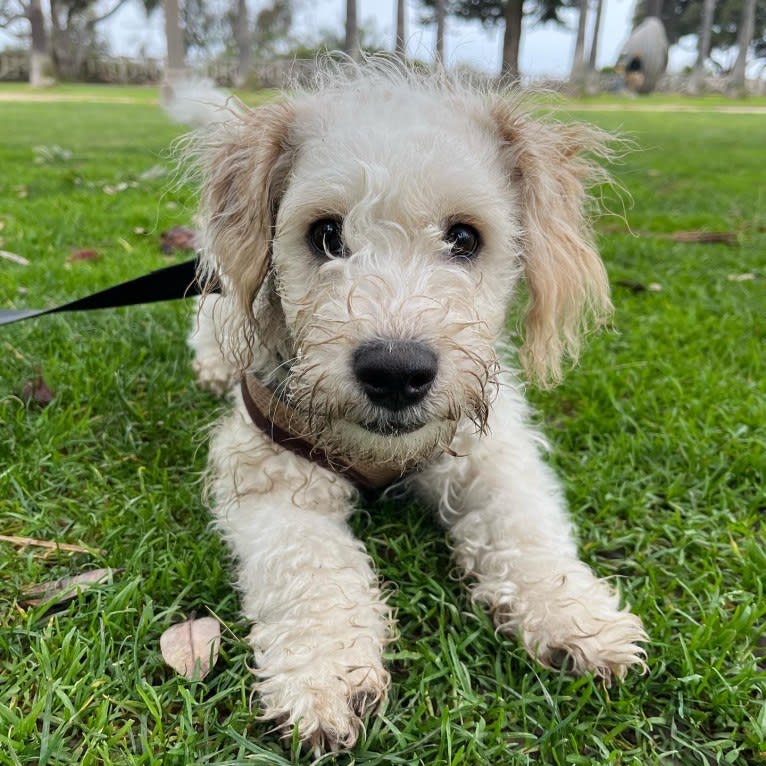 Milo, a Poodle (Small) and Cocker Spaniel mix tested with EmbarkVet.com