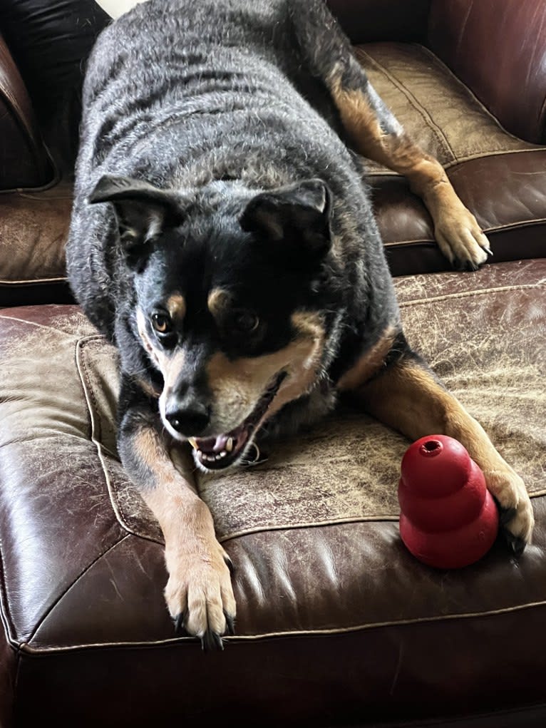 Cythera, an Australian Cattle Dog and American Pit Bull Terrier mix tested with EmbarkVet.com