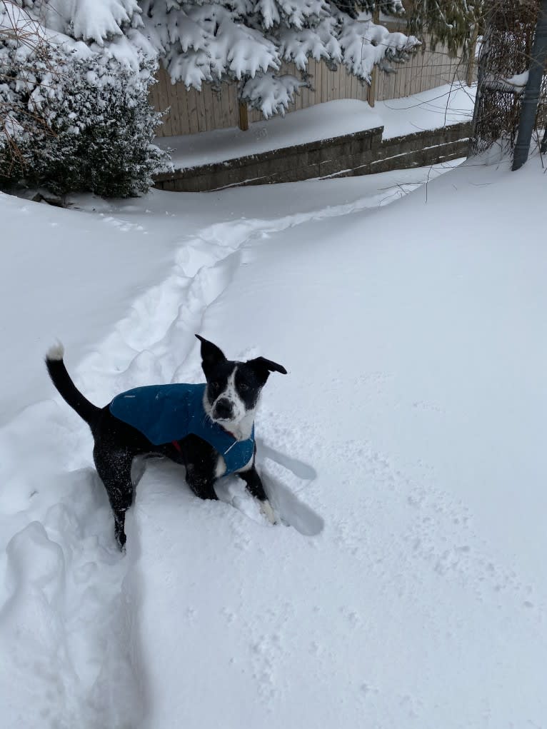 Darby, an Australian Cattle Dog and American Pit Bull Terrier mix tested with EmbarkVet.com