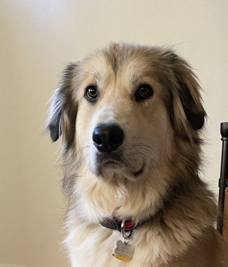 Doug, a Great Pyrenees and Labrador Retriever mix tested with EmbarkVet.com