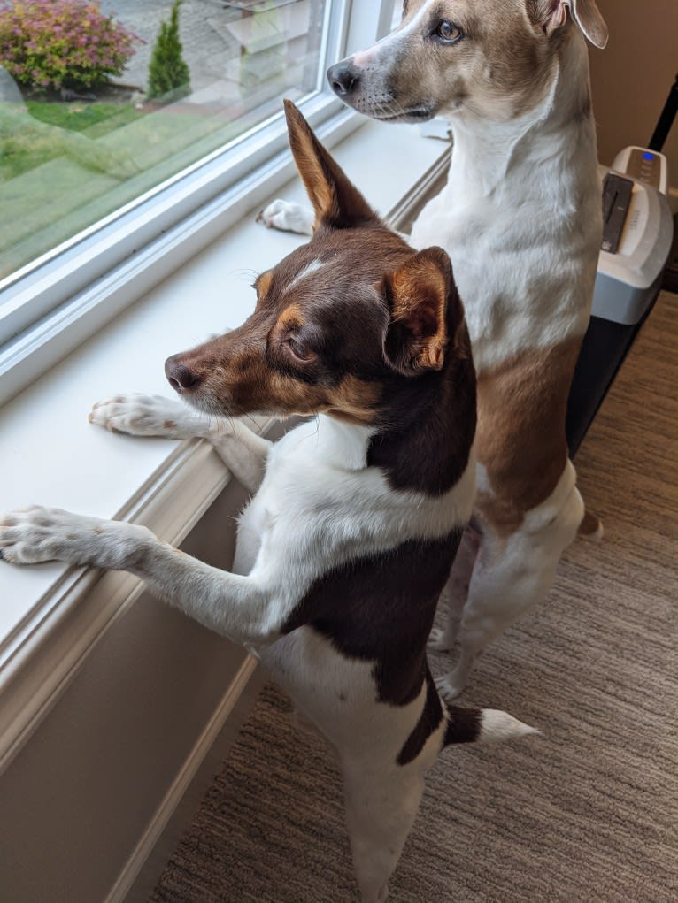 Pete, a Rat Terrier tested with EmbarkVet.com