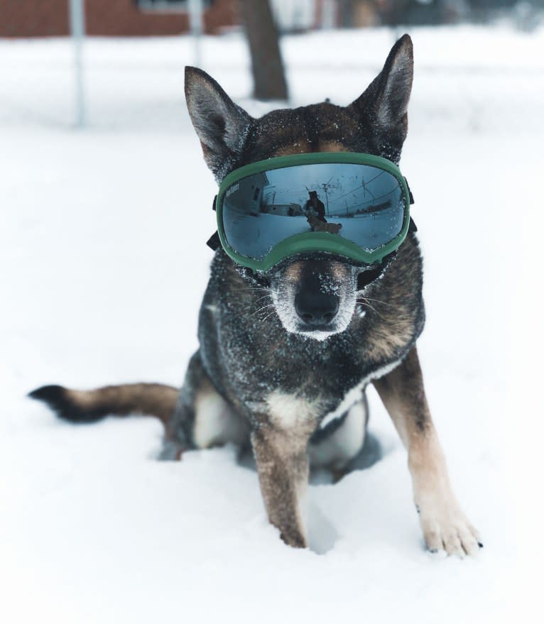 Gus, a Norwegian Elkhound and German Shepherd Dog mix tested with EmbarkVet.com