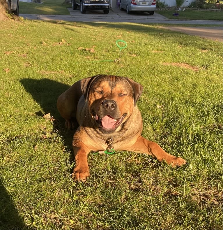 Lenny, a Rottweiler and American Pit Bull Terrier mix tested with EmbarkVet.com