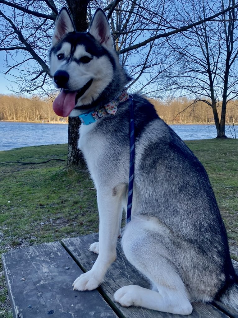 Storm, a Siberian Husky and American Pit Bull Terrier mix tested with EmbarkVet.com