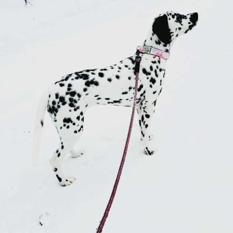 Firefly, a Dalmatian tested with EmbarkVet.com