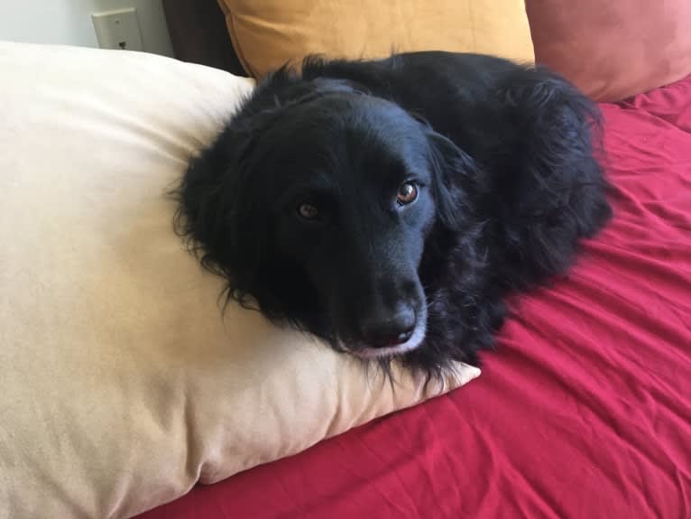 Rogue Franklin, a Golden Retriever and Border Collie mix tested with EmbarkVet.com
