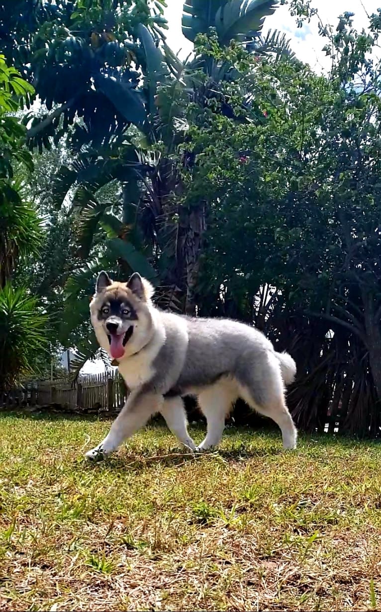 KYLO, a Siberian Husky tested with EmbarkVet.com