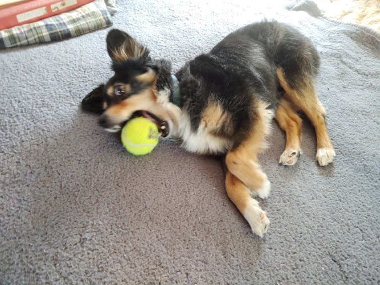 Scamp (a.k.a. Skamp), an Australian Shepherd tested with EmbarkVet.com