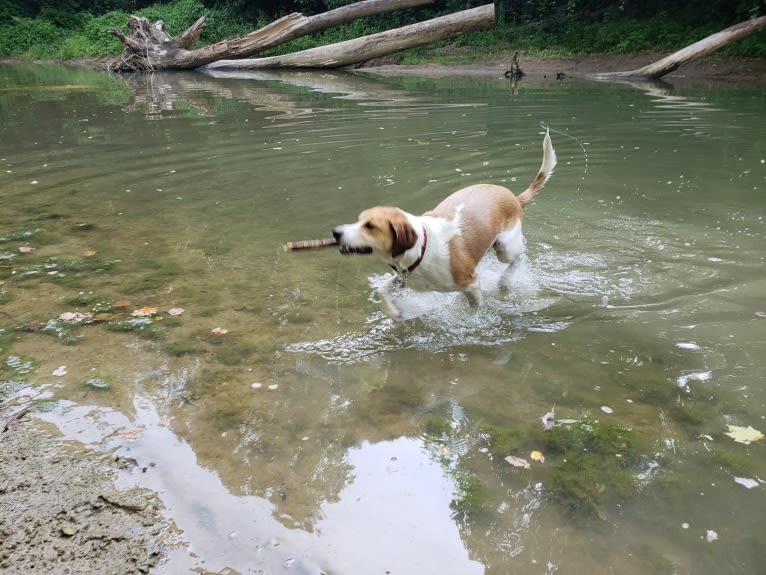 Mollie, a Treeing Walker Coonhound and Beagle mix tested with EmbarkVet.com