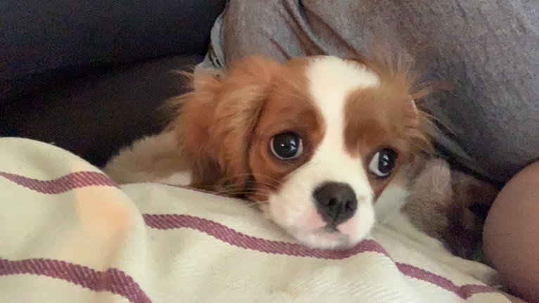 Rose Tyler, a Cavalier King Charles Spaniel tested with EmbarkVet.com