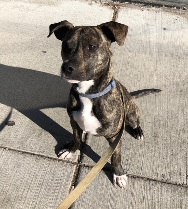 Mackey, an American Pit Bull Terrier tested with EmbarkVet.com