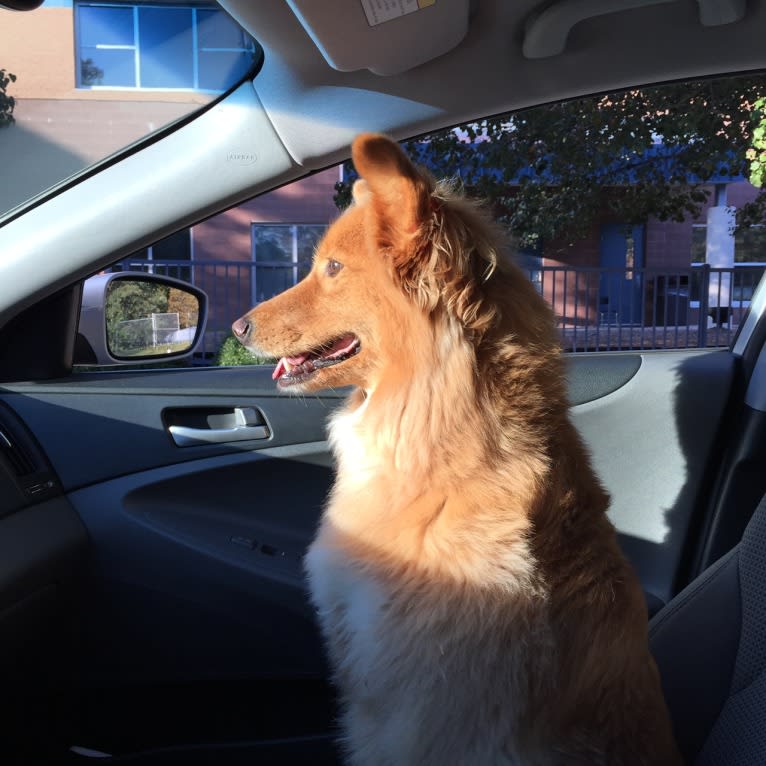 Moxie, a Chow Chow and Pomeranian mix tested with EmbarkVet.com