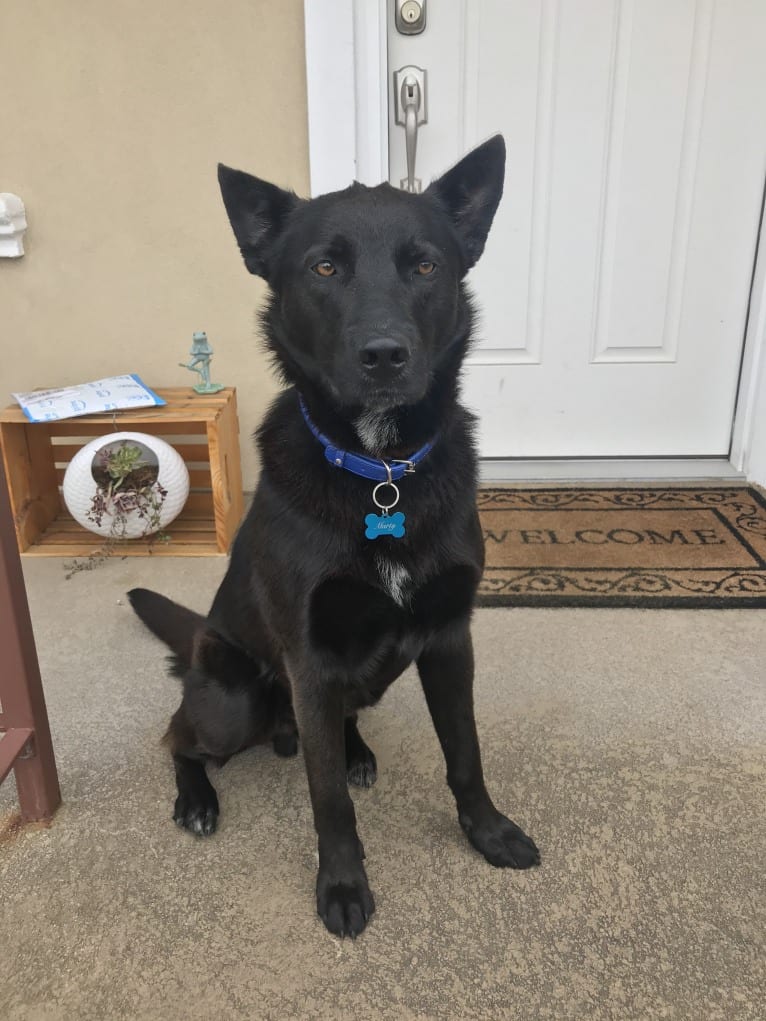 Marty, a German Shepherd Dog and Australian Cattle Dog mix tested with EmbarkVet.com