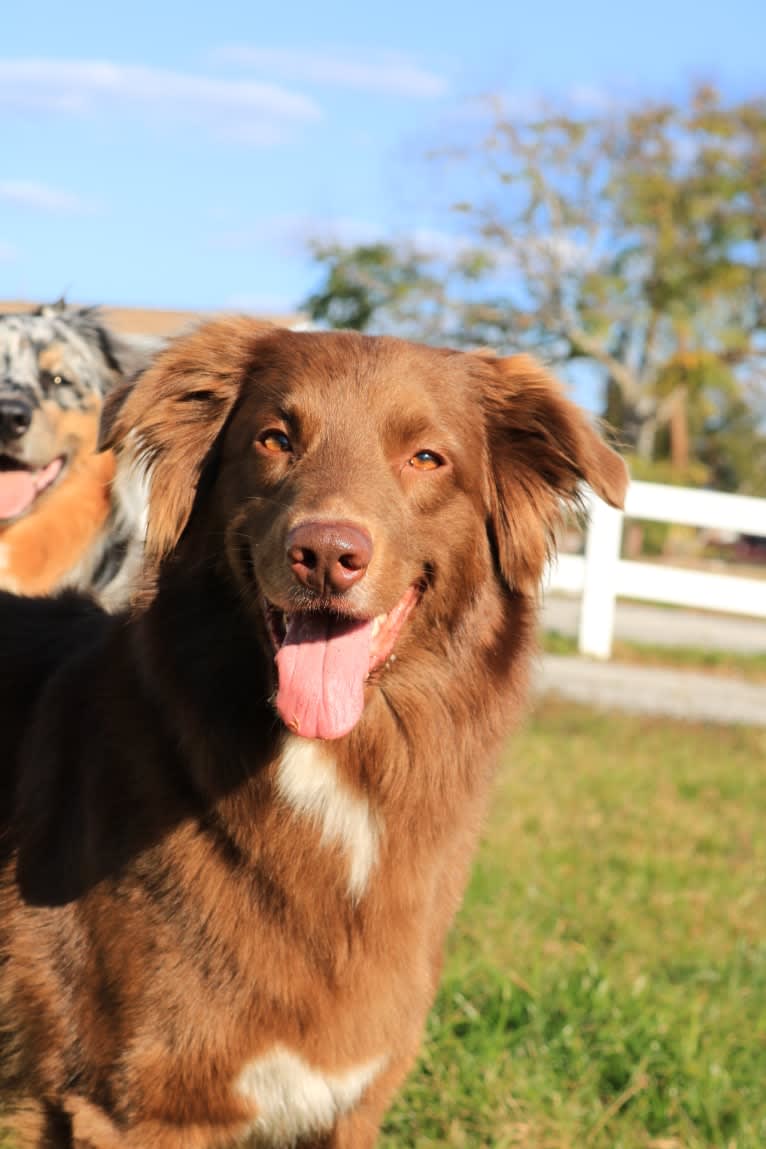 Layla, an Australian Shepherd tested with EmbarkVet.com