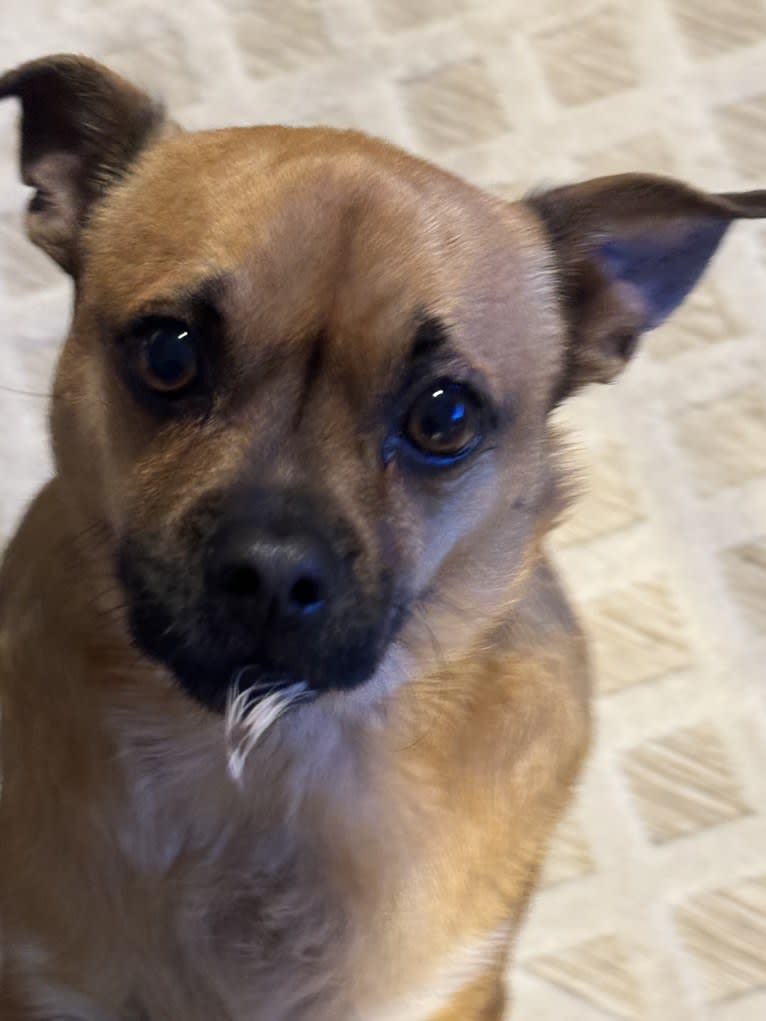 Chico Nugget, a Chihuahua and Russell-type Terrier mix tested with EmbarkVet.com