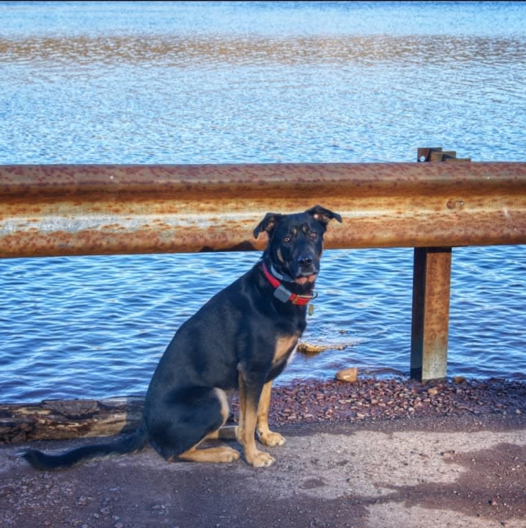 Loki • Sylvalo's Mischief Managed, a German Shepherd Dog and Rottweiler mix tested with EmbarkVet.com