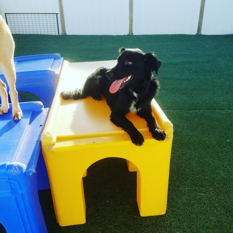 Sparrow, a Labrador Retriever and Border Collie mix tested with EmbarkVet.com