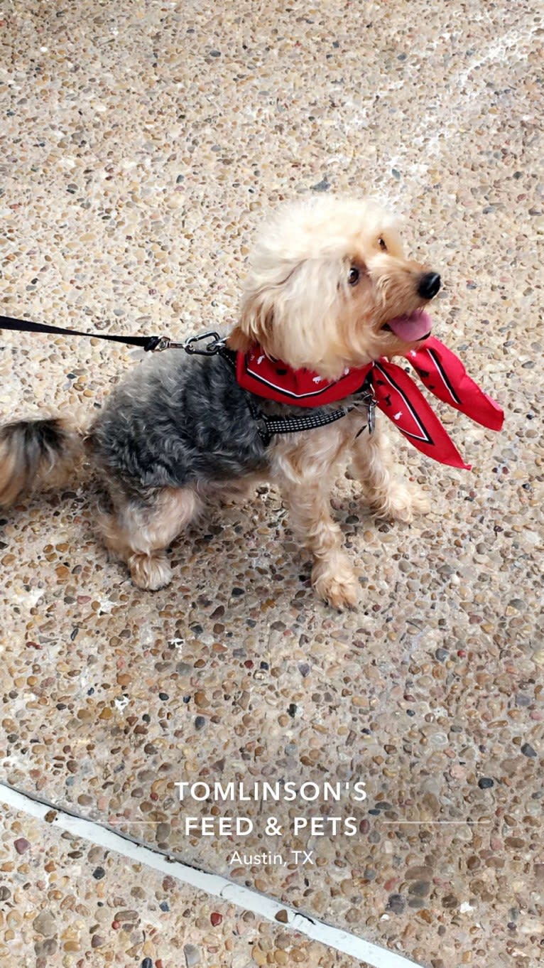 Banjo, a Yorkshire Terrier and Pomeranian mix tested with EmbarkVet.com