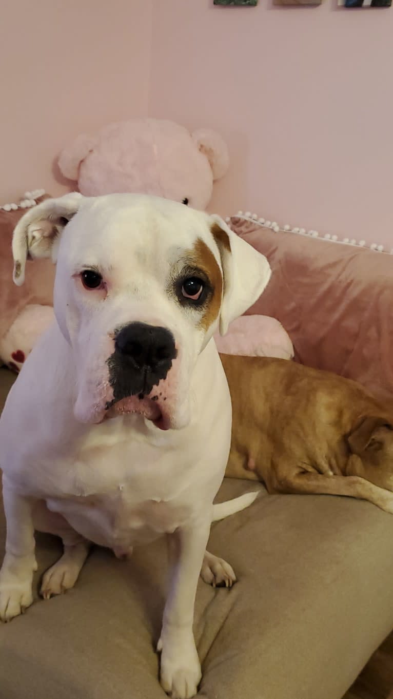 Thorsen, a Boxer and Saint Bernard mix tested with EmbarkVet.com