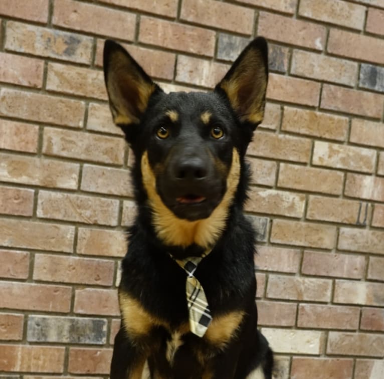 Otto, a Lapponian Herder tested with EmbarkVet.com