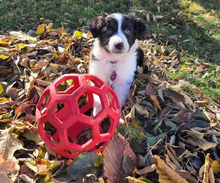 Willow, an Australian Shepherd and Border Collie mix tested with EmbarkVet.com