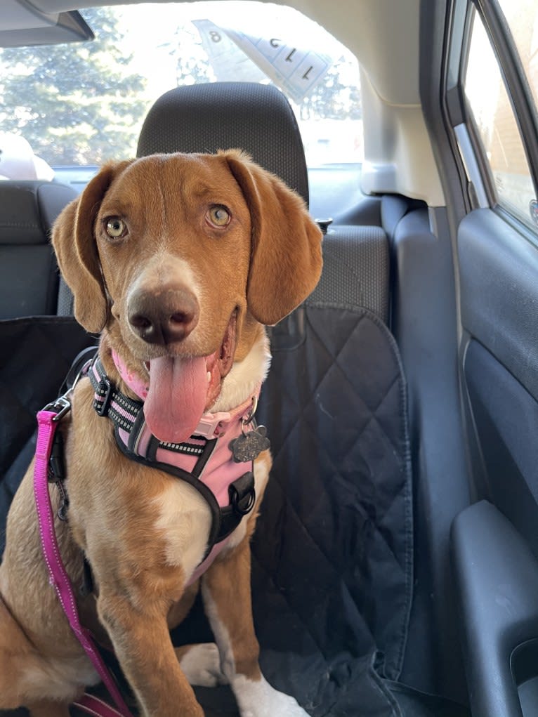 Viola, an American Pit Bull Terrier and Catahoula Leopard Dog mix tested with EmbarkVet.com