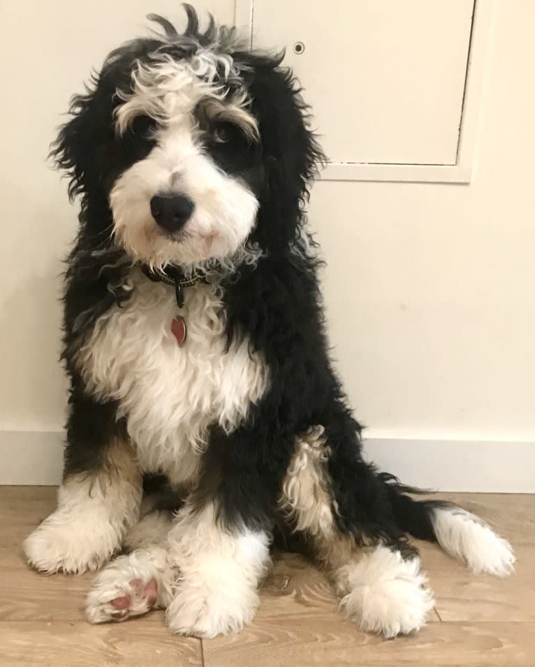 Finnbarr, a Bernese Mountain Dog and Poodle (Standard) mix tested with EmbarkVet.com