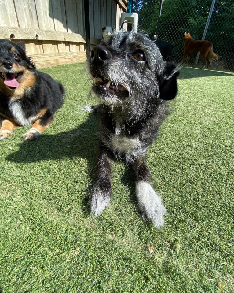 Marcy, a Chihuahua and Cocker Spaniel mix tested with EmbarkVet.com