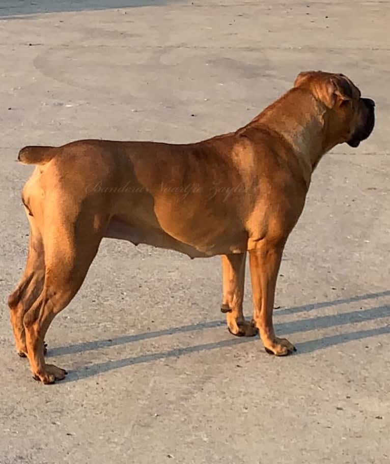 Zaylee, a Boerboel tested with EmbarkVet.com