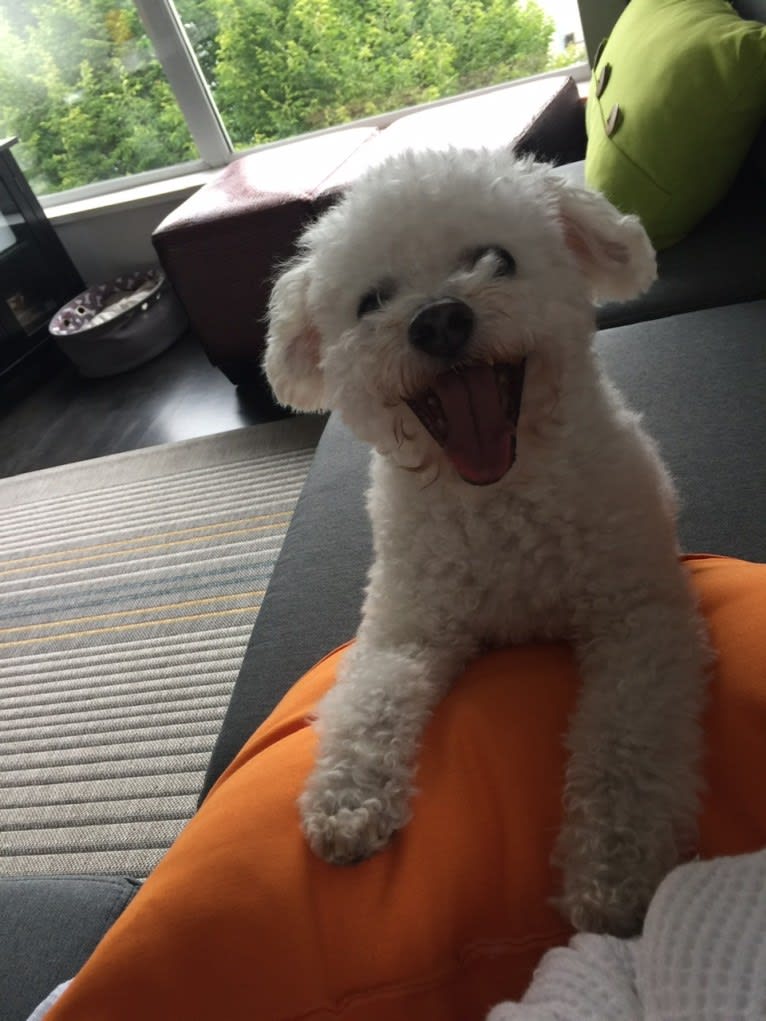 Coconut, a Bichon Frise tested with EmbarkVet.com