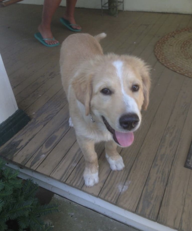 Flynn, a Labrador Retriever and Great Pyrenees mix tested with EmbarkVet.com