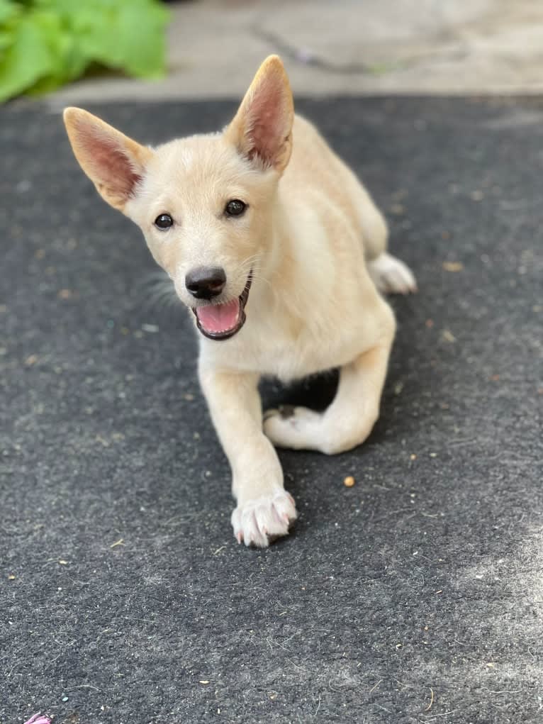 Sai, a Canaan Dog tested with EmbarkVet.com