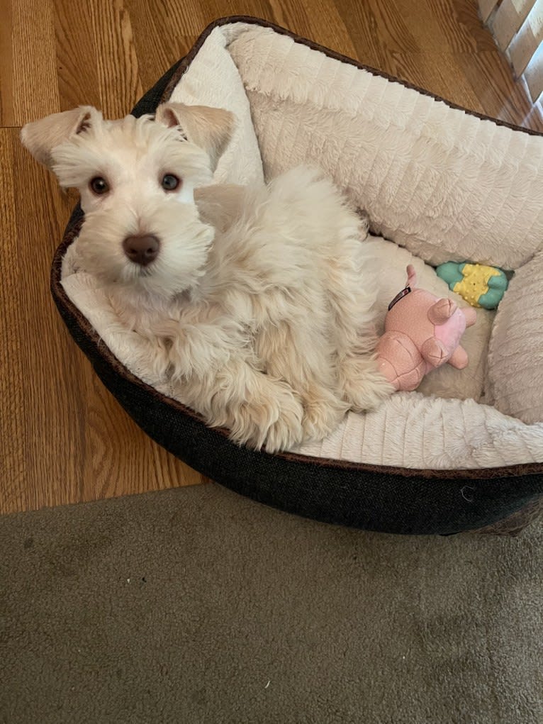 Piotr, a Miniature Schnauzer tested with EmbarkVet.com