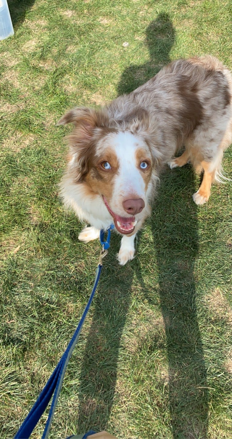 Harrison, an Australian Shepherd and Border Collie mix tested with EmbarkVet.com