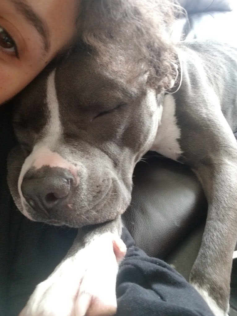 MaSiWei, an American Bully tested with EmbarkVet.com
