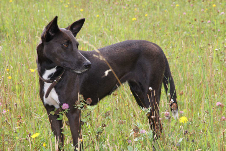 Bonji, a Central and East African Village Dog tested with EmbarkVet.com