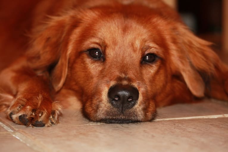 Hazel, a Staffordshire Terrier and Chow Chow mix tested with EmbarkVet.com