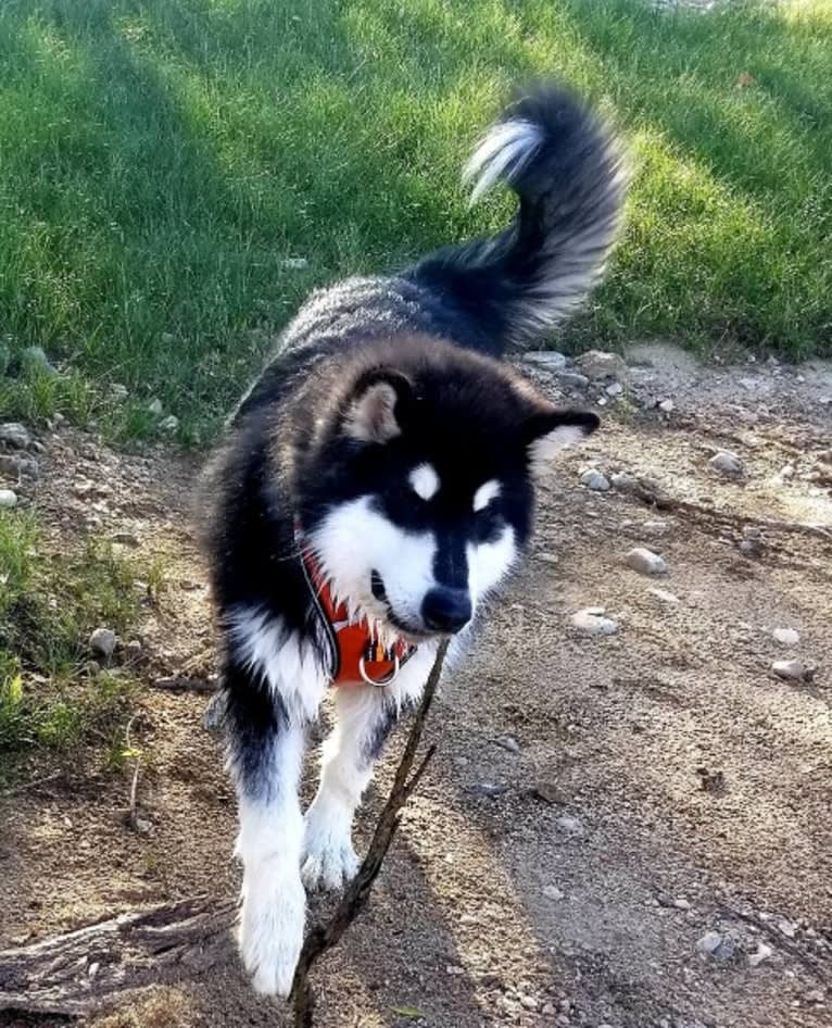 Kalu, an Alaskan Malamute tested with EmbarkVet.com