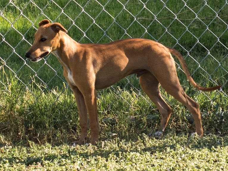 Cuz, a Whippet and Border Collie mix tested with EmbarkVet.com