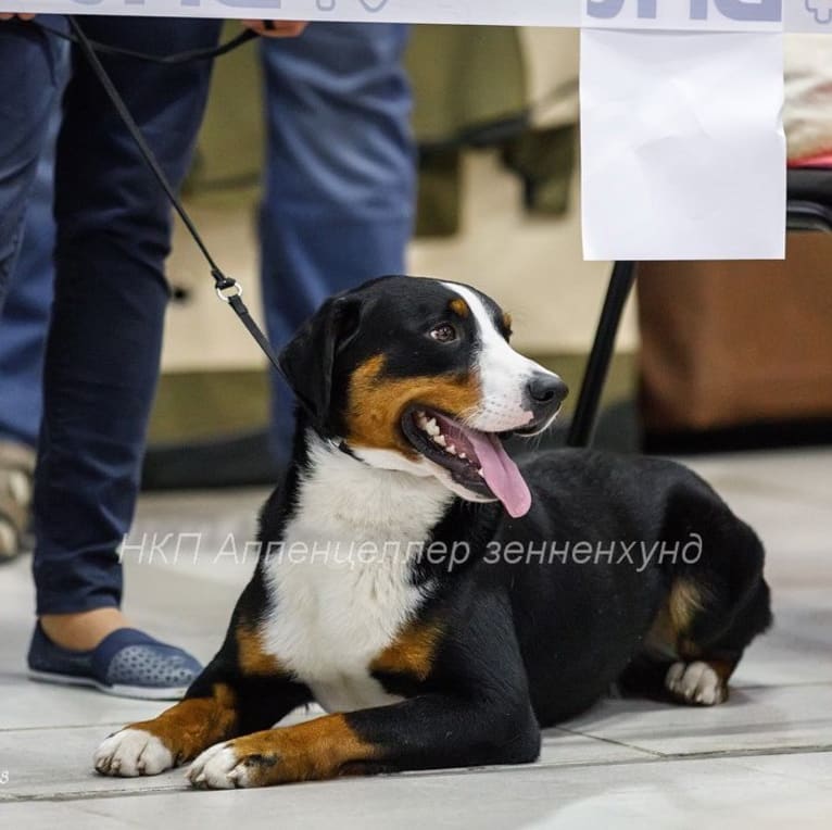 Lars, an Appenzeller Sennenhund tested with EmbarkVet.com