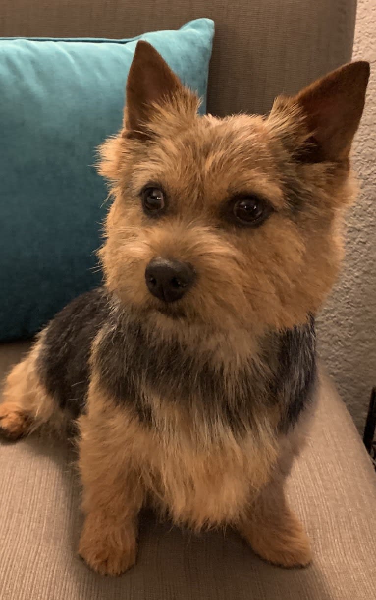 Alta Carya Oriana, a Norwich Terrier tested with EmbarkVet.com