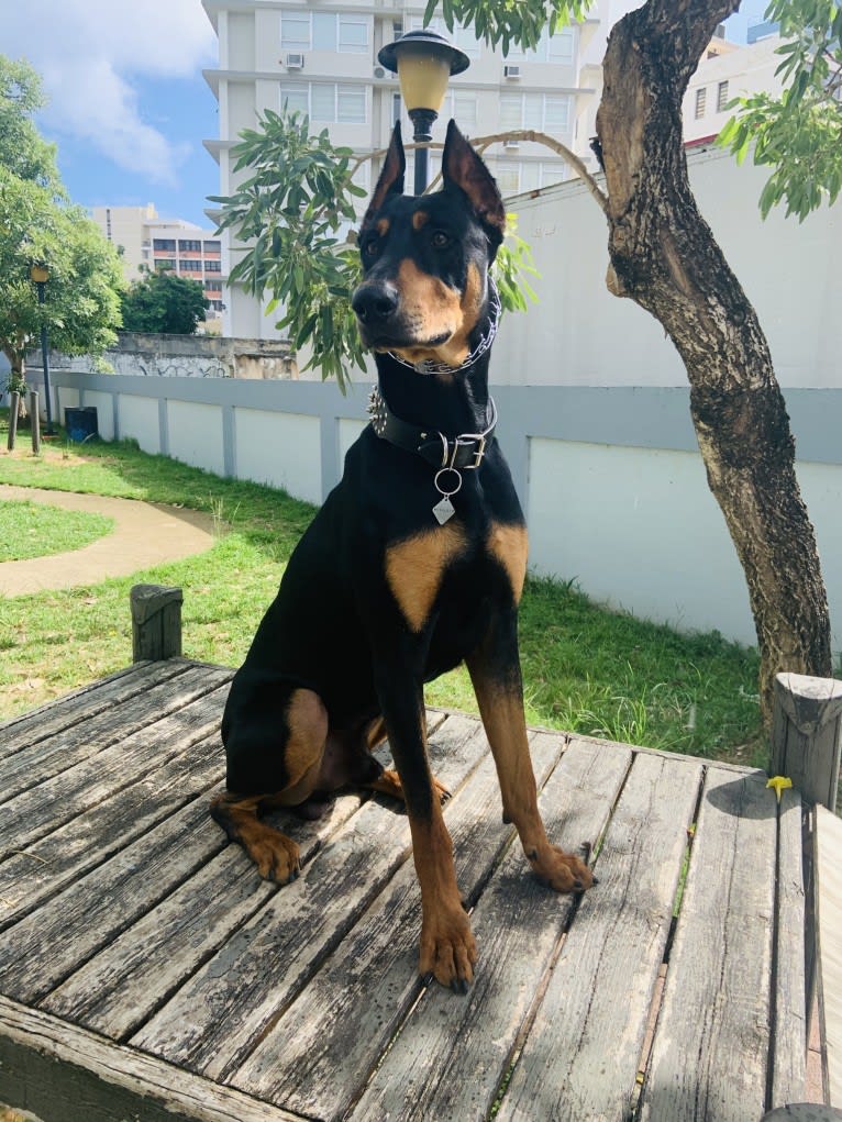 Castiel, a Doberman Pinscher and Rottweiler mix tested with EmbarkVet.com