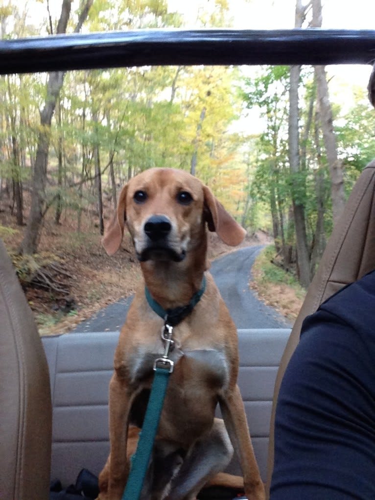 Charlie, an American Foxhound and Mountain Cur mix tested with EmbarkVet.com