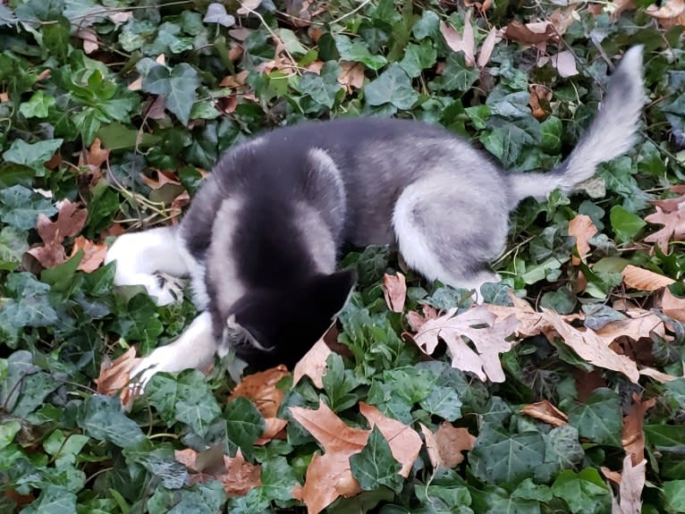 Rocket, a Siberian Husky and Alaskan Malamute mix tested with EmbarkVet.com